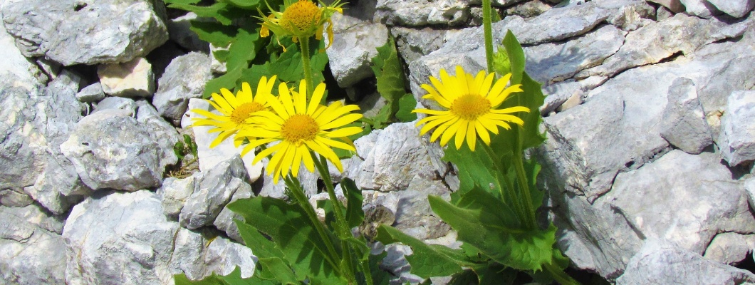 Arnica - the herb that heals Bruises and Swelling