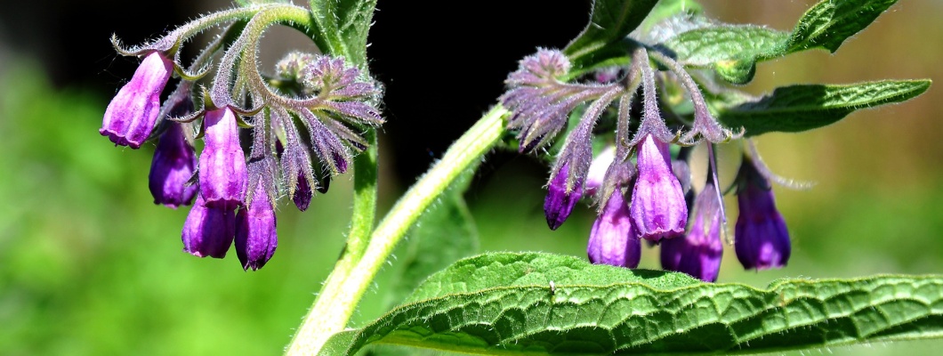 The healing properties of Comfrey: How to use it Safely