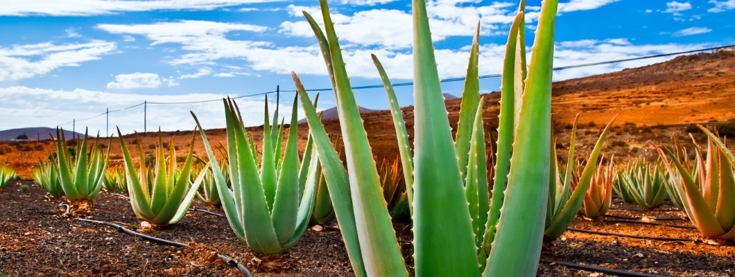 Why is Aloe vera one of the Most useful plants in the world?