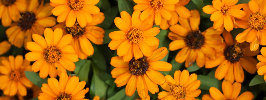 The Powerful Properties of Calendula: Natural Skin and Body Care