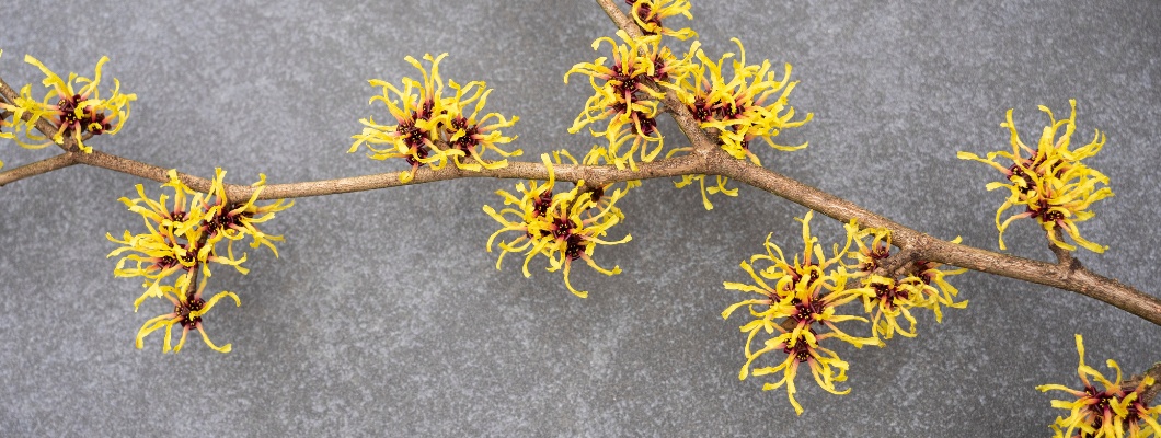 Witch hazel: The Natural remedy for Inflammation and Irritation