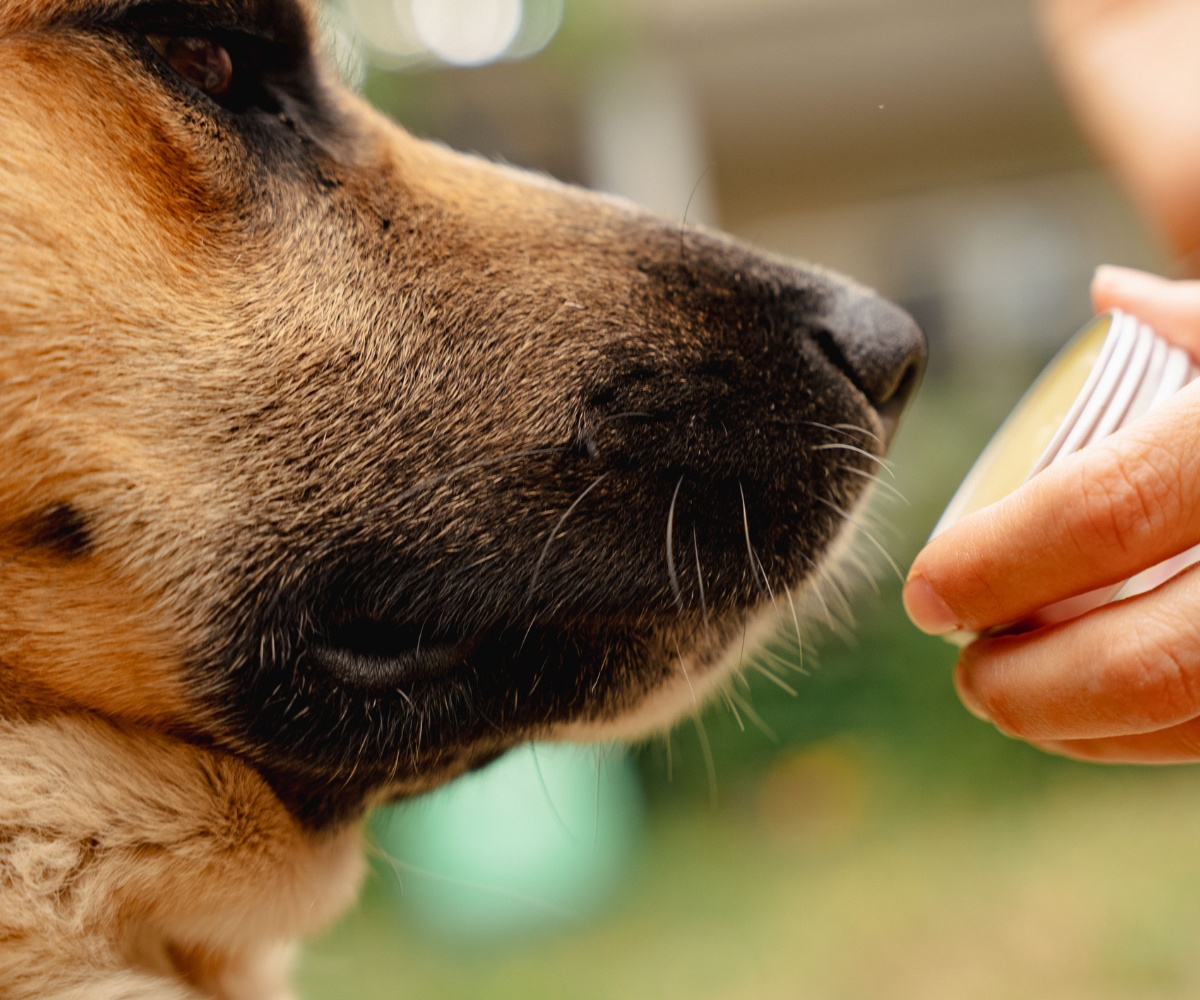 Regenerating dog paw balm with calendula