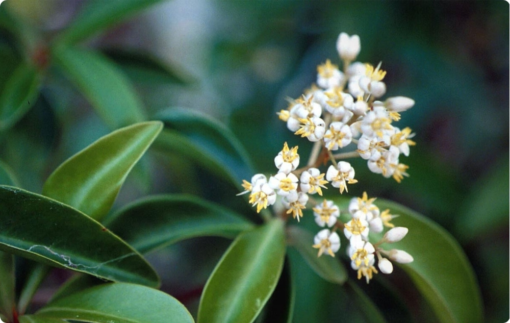 What does Amyris essential oil help with?