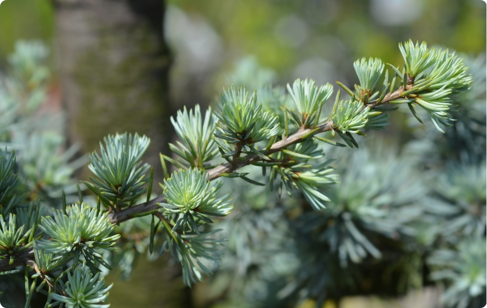 What does Atlas Cedarwood Essential oil help with?