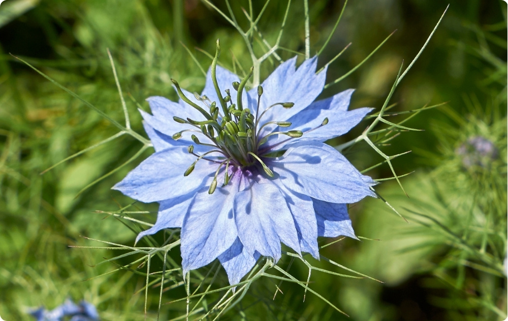 What does Black Cumin Carrier oil help with?