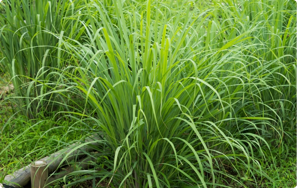 What does Citronella Essential oil help with?