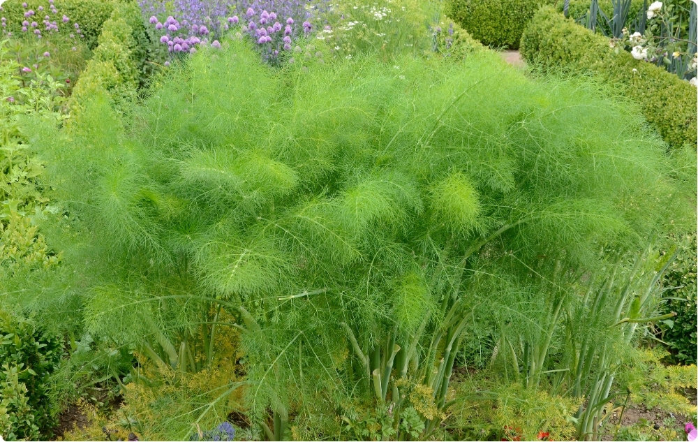 What does Dill Essential oil help with?