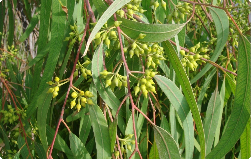 What does Eucalyptus Radiata Essential oil help with?