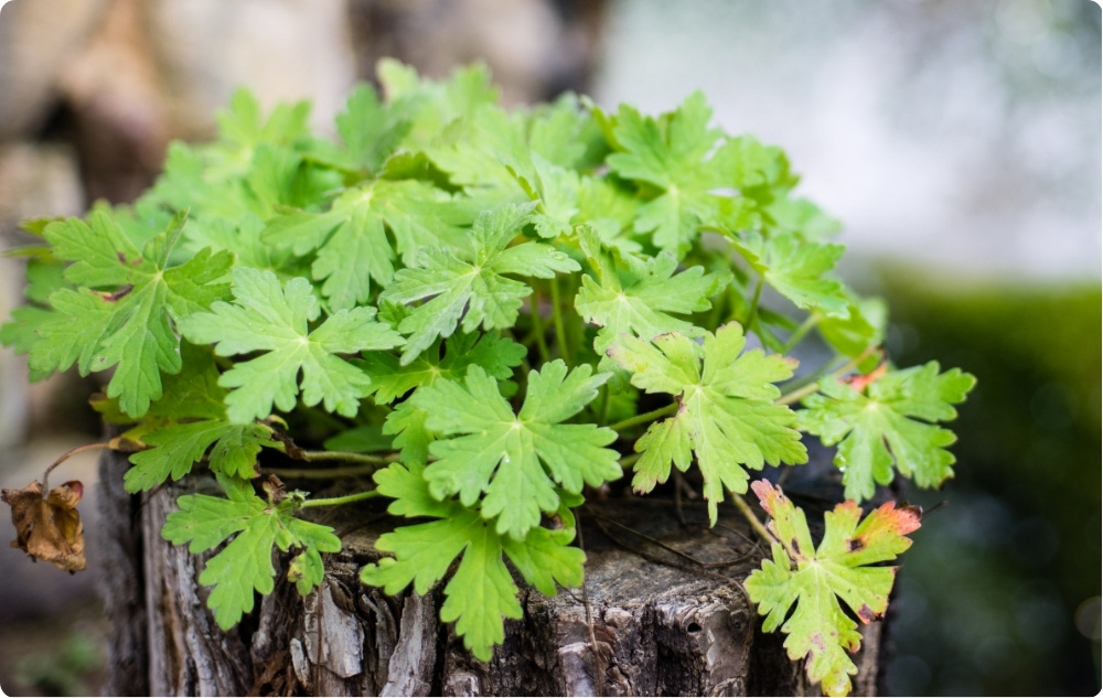 What does Geranium Floral water help with?