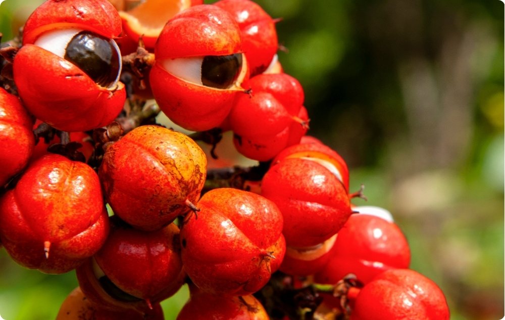 Guarana