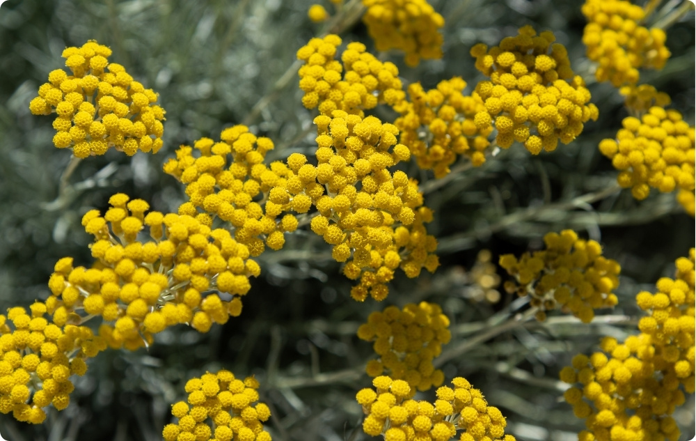 What does Helichrysum Essential oil help with?