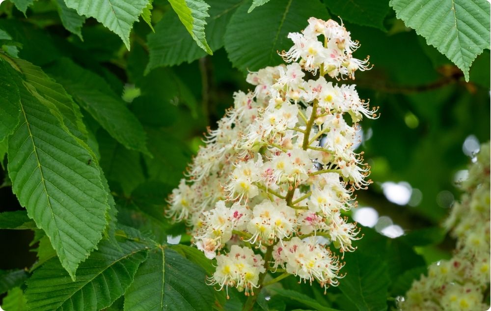 Horse chestnut