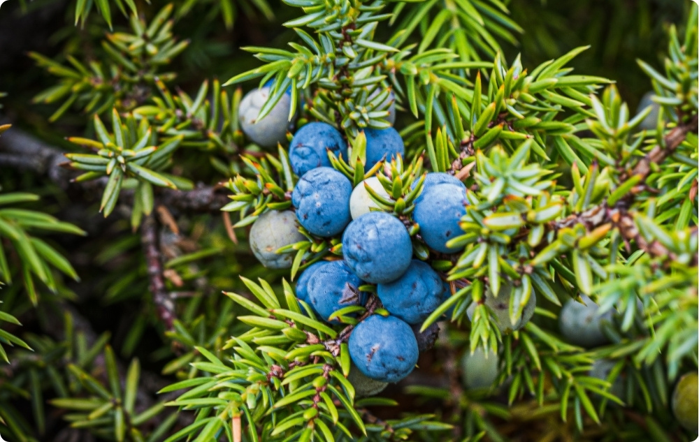 What does Juniper essential oil help with?