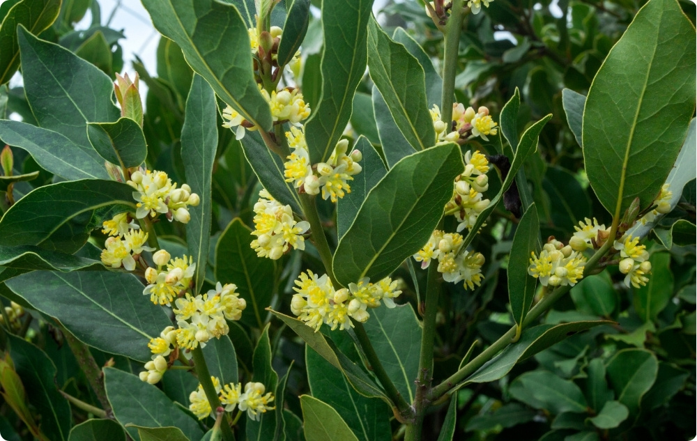What does Laurel Leaf Essential oil help with?
