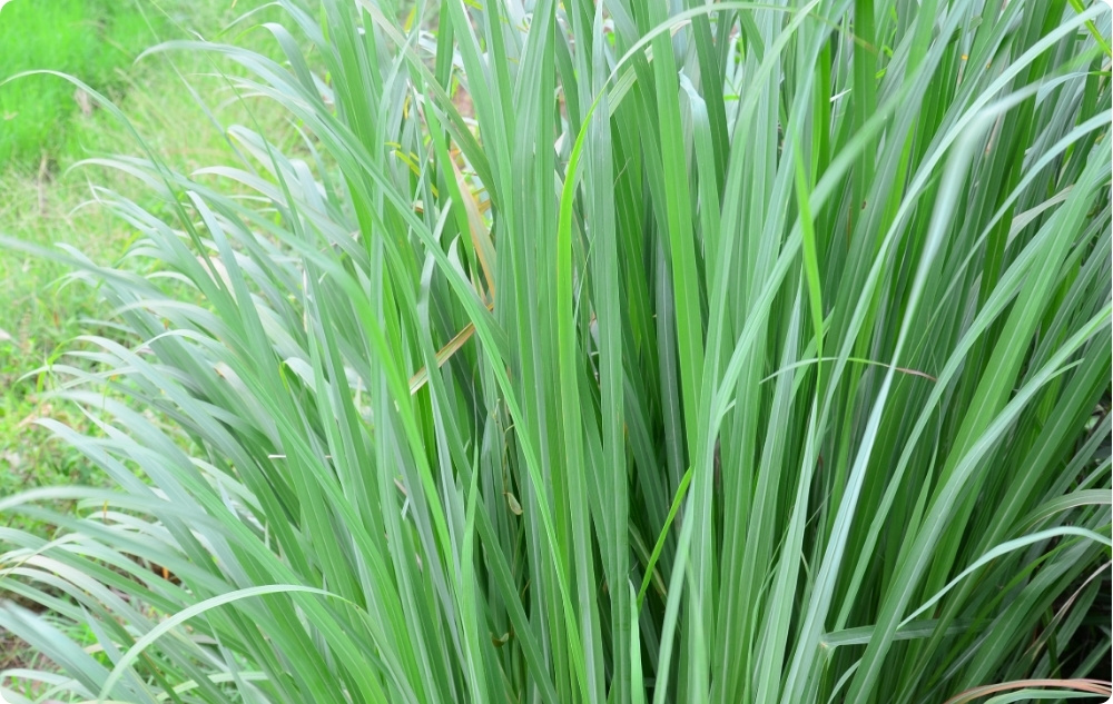 What does Lemongrass Essential oil help with?