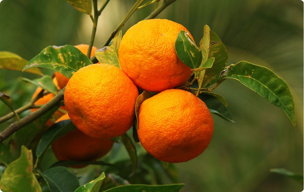 What does Petitgrain Essential oil help with?