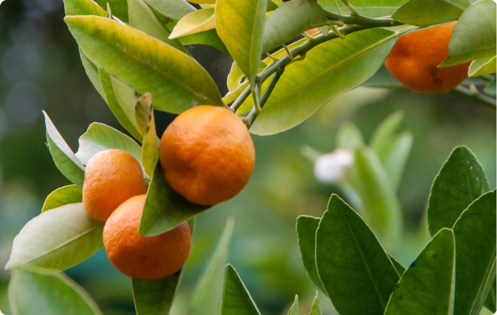 What does Red Mandarin essential oil help with?