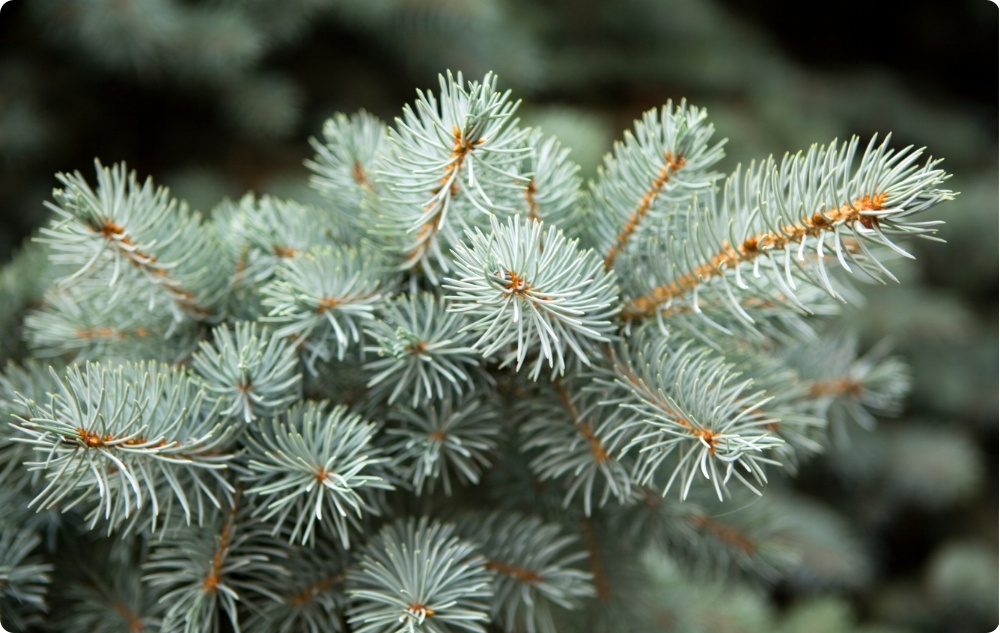 What does White Fir Essential oil help with?