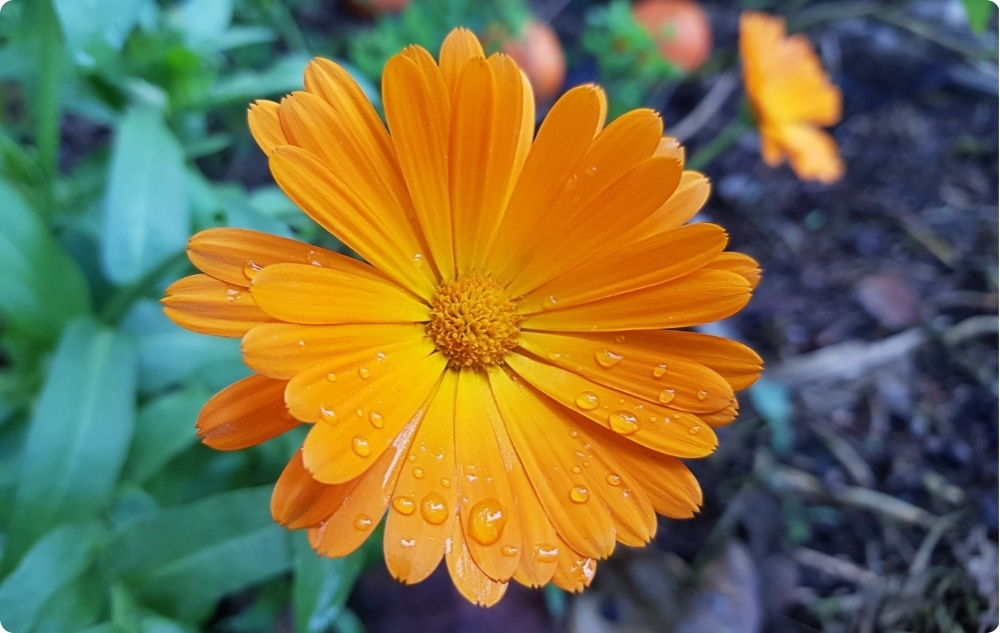 Ointment for Wounds, Burns and Scars with Calendula - 40ml