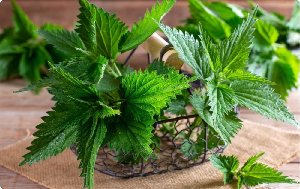 Arthrohit ointment for Joint pain with Comfrey and Nettle - 40ml