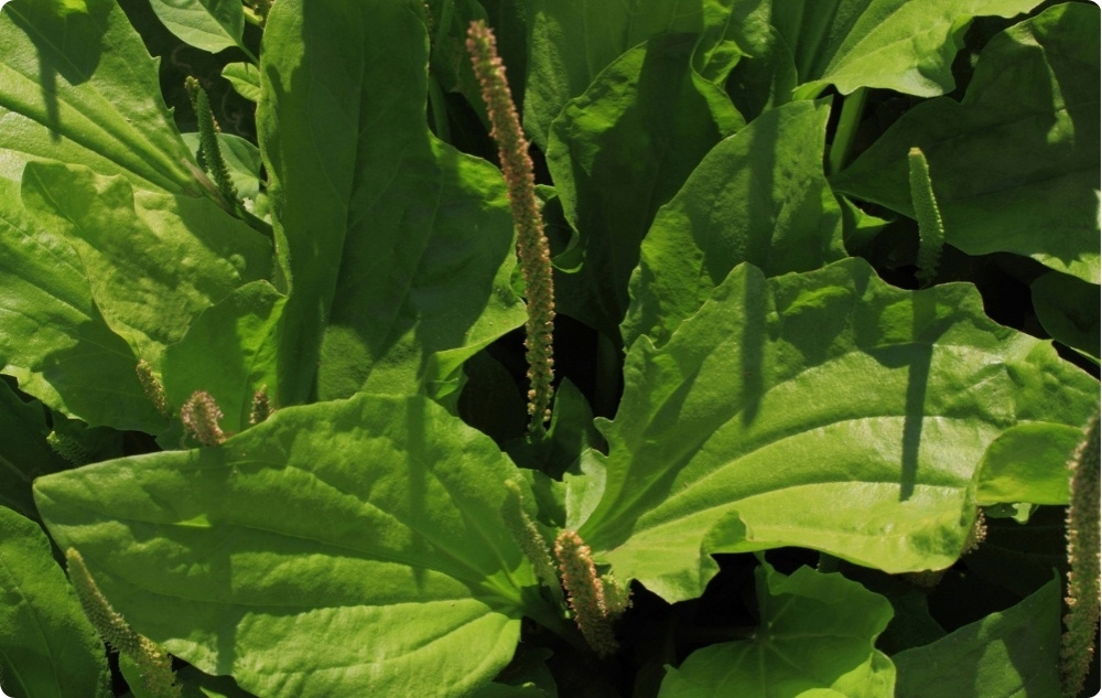 Zinc ointment for Itching and Rashes - 40ml